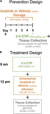 Imatinib Mesylate Reduces Neurotrophic Factors and pERK and pAKT Expression in Urinary Bladder of Female Mice With Cyclophosphamide-Induced Cystitis